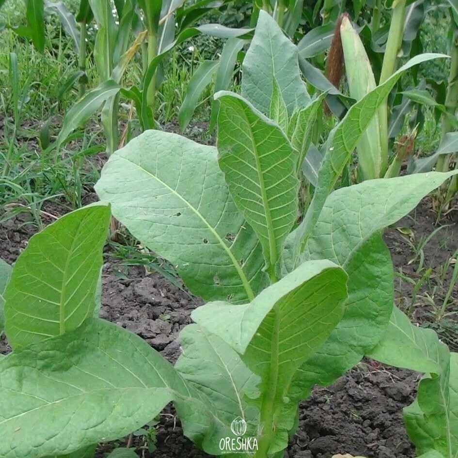 Seeds of Tobacco connecticut broadleaf (Nicotiana tabacum) — 300 pcs