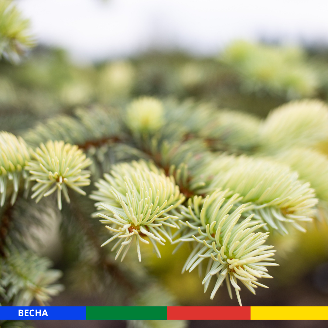 Ель колючая Bialobok