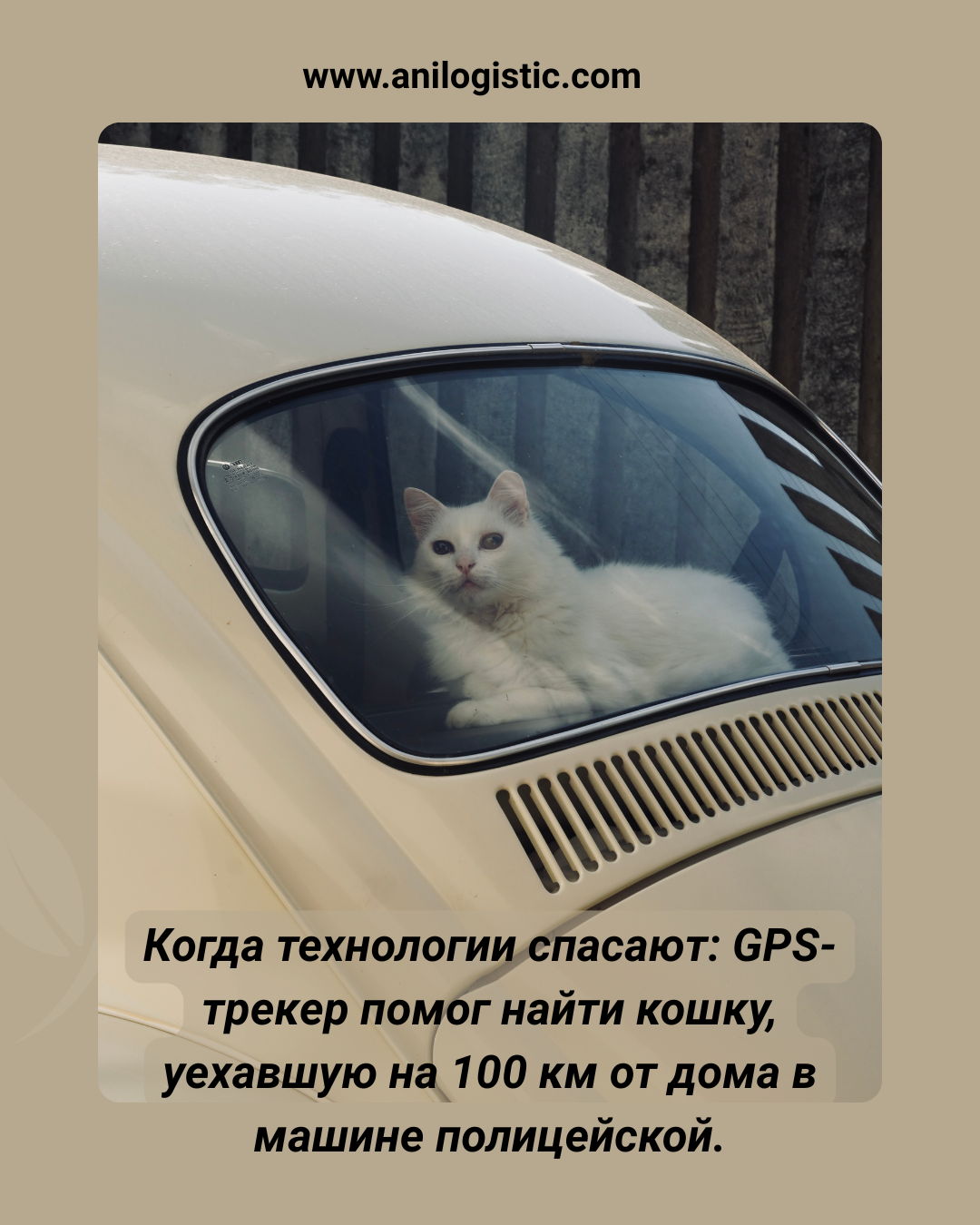 Кошка из Германии, найденная по GPS-трекеру в машине полицейской в Травемюнде