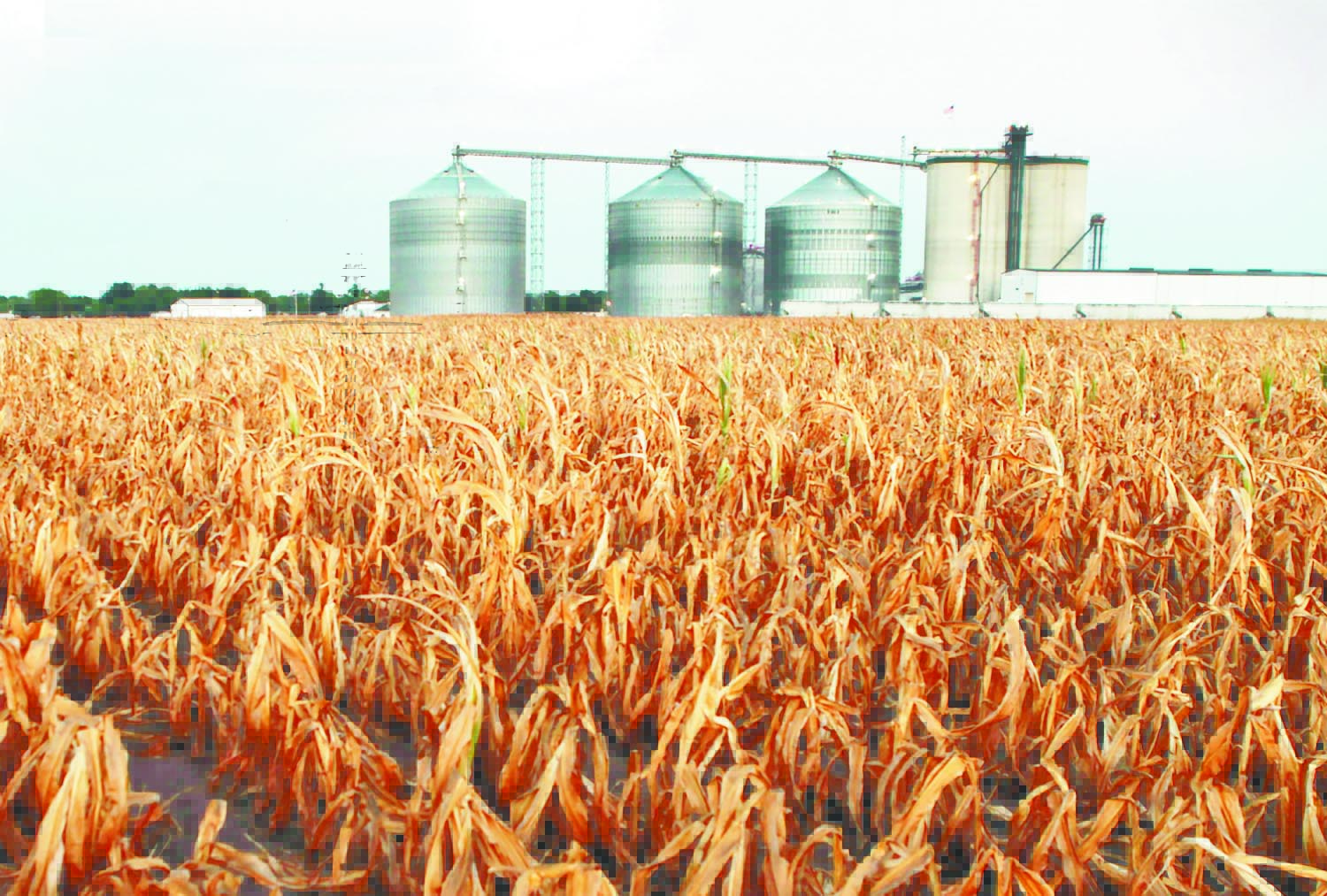 Пшеничные штаты. Ферма кукурузные поля в США. Сельское хозяйство США молочный пояс. Растениеводство США. Сельское хозяйство США животноводство.