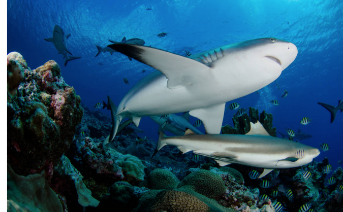 Дайвинг с акулами на Палау. Заповедник акул