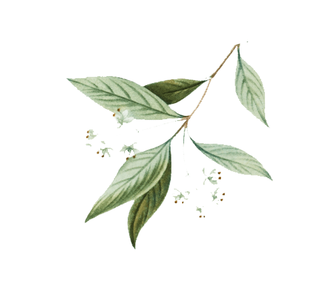 натуральная косметика, магазин профессиональной косметики, крем для ног, крем для ног с мочевиной, крем для ног купить, масло для ногтей, масло монарды для ногтей, масло для ногтей купить, косметика для ногтей, дезодорант для ног