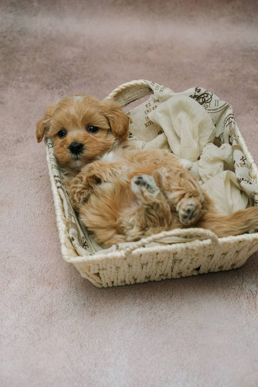 мальтипу, maltipoo, мальтипу фото, мальтипу цена, купить мальтипу, щенок мальтипу, щенки мальтипу, maltipoo puppy, maltipoopuppy, мальтипу ф1, мальтипу ф2, мальтипу мини, мальтипу стандарт, окрасы мальтипу, красный мальтипу, мальтипу ред браун, карамельны