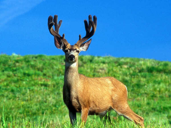 Семейный лагерь - посещение питомника с маралами и хаски