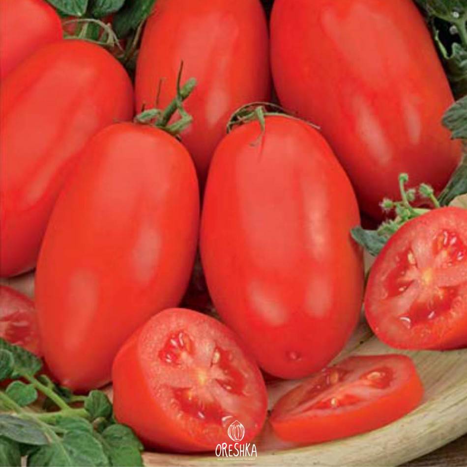 Seeds of Tomato shuttle (solanum lycopersicum) — 10 pcs