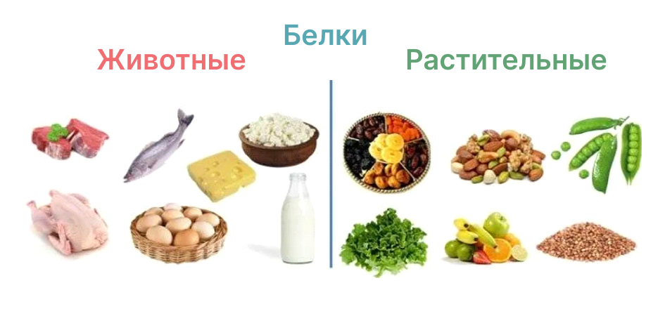 Белки Питания Картинки