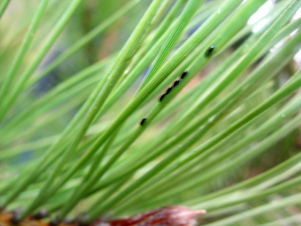 Хвойная точка. Шютте Pinus Sylvestris. Сосновая бурая тля. Щитовка хермеса. Хермес веймутовой сосны.