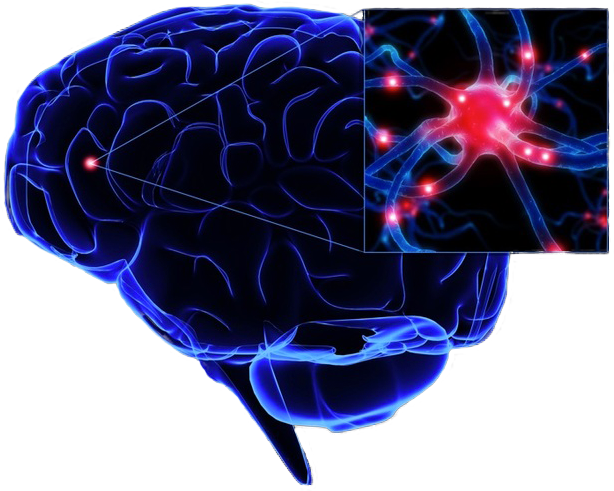 построение новых нейронных карты для движения человека