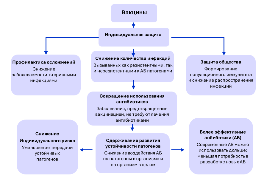 Схема влияния вакцинации на АМР