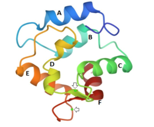 Строение парвальбумина карпа