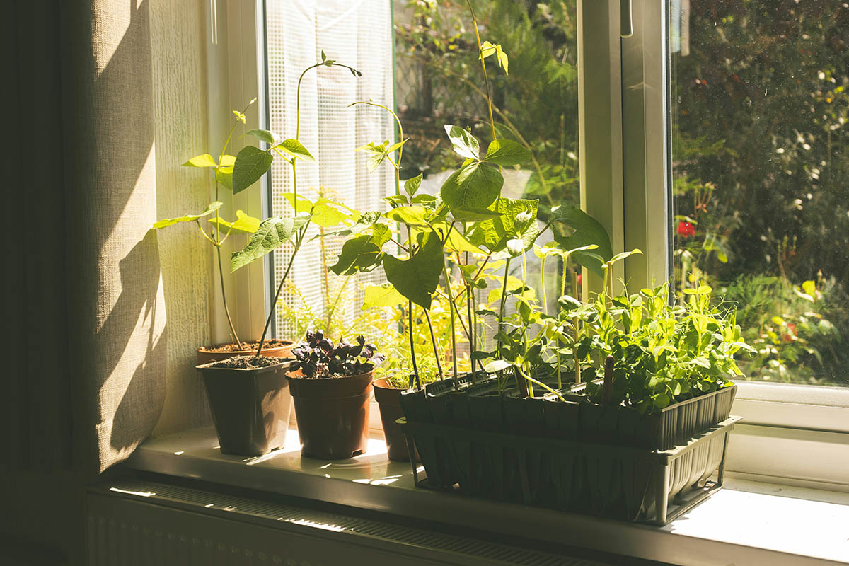 Gardener watering seedlings with a watering can in a lush garden