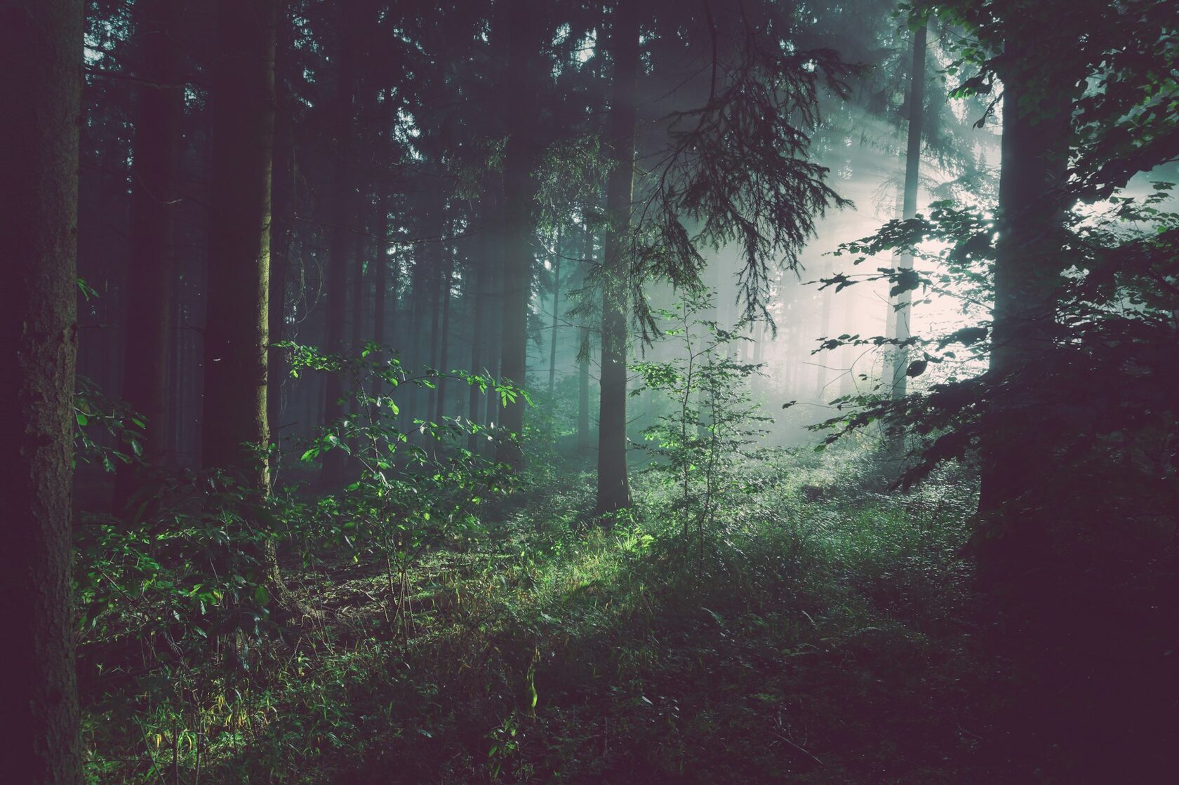Forest Light