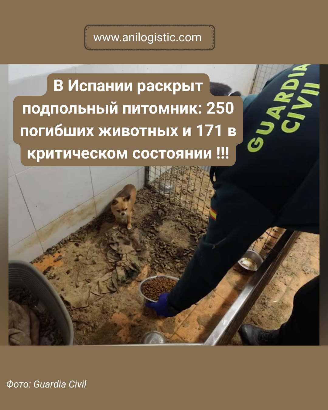 Сотрудники Гражданской гвардии Испании ликвидировали подпольный питомник, где нашли сотни животных в ужасающих условиях.