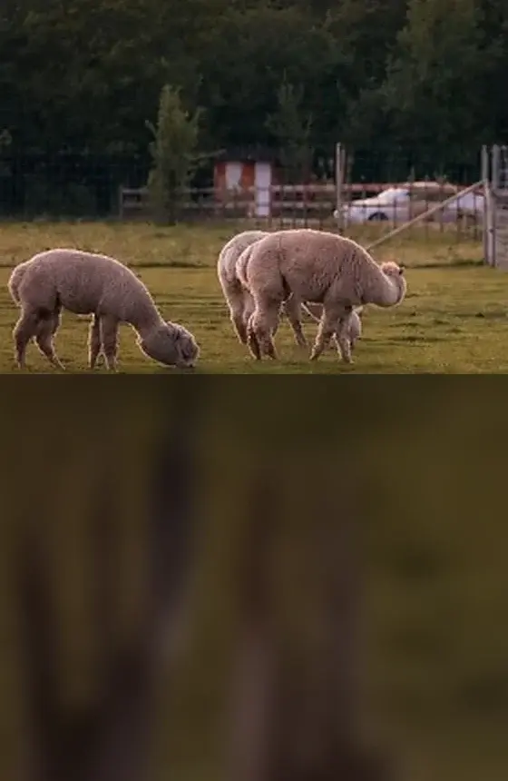 Клевер Парк