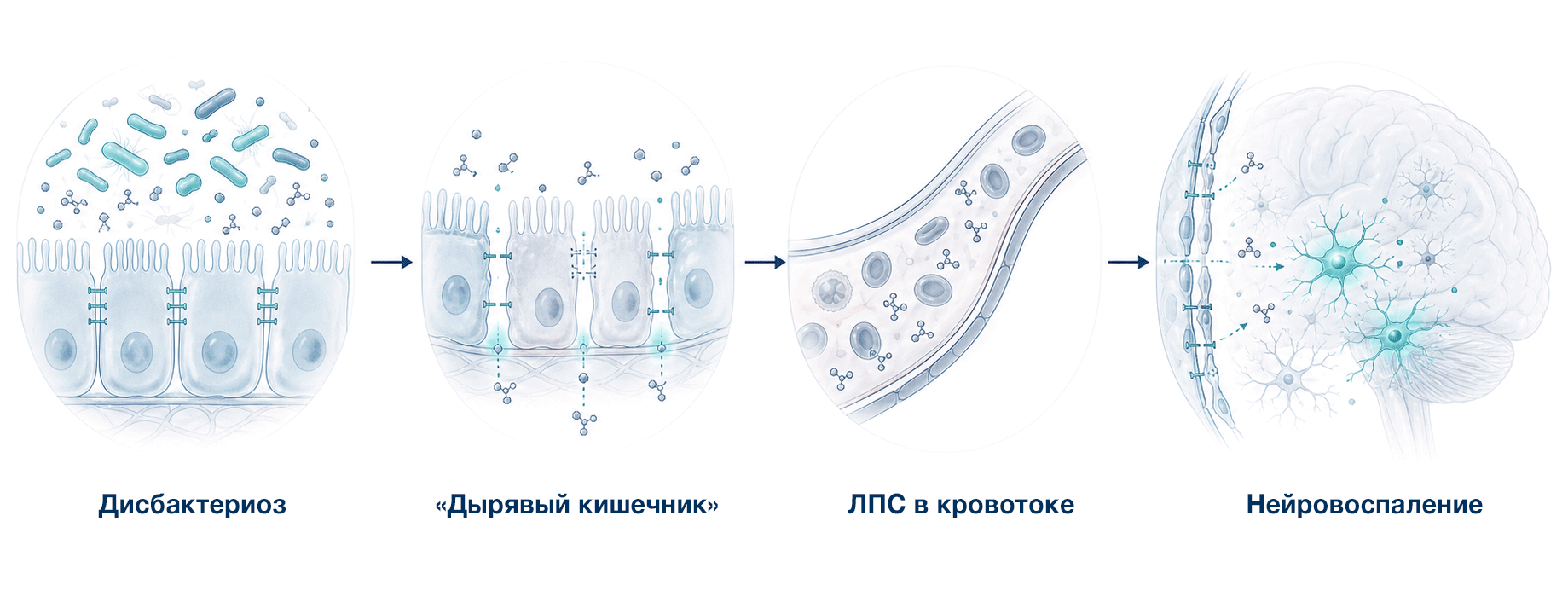 Как Липополисахариды (ЛПС) вызывают системное и нейровоспаление