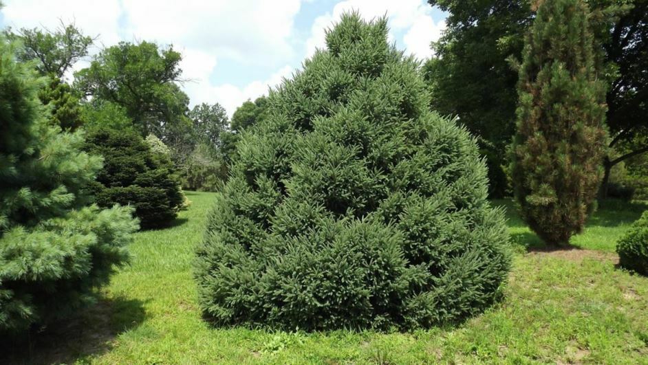 Picea mariana, Picea nigra (Ель Мариана, Ель черная ) 5шт Сбор 22г
