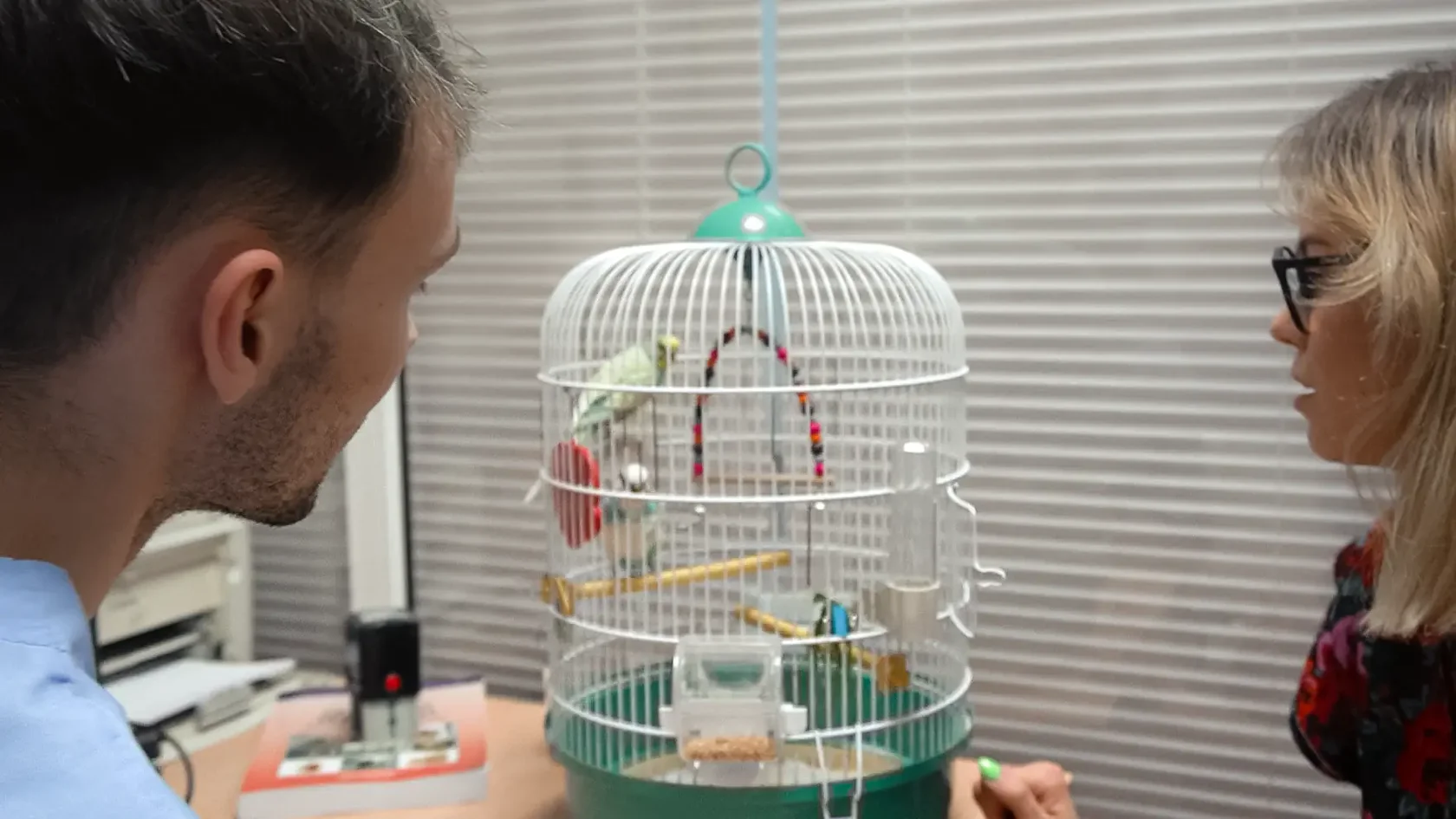 врач орнитолог консультирует владельца попугая профессиональная диагностика птиц