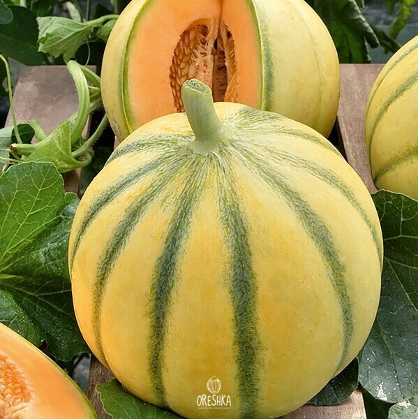 Seeds of Melon Charente (Cucumis melo) — 10 pcs