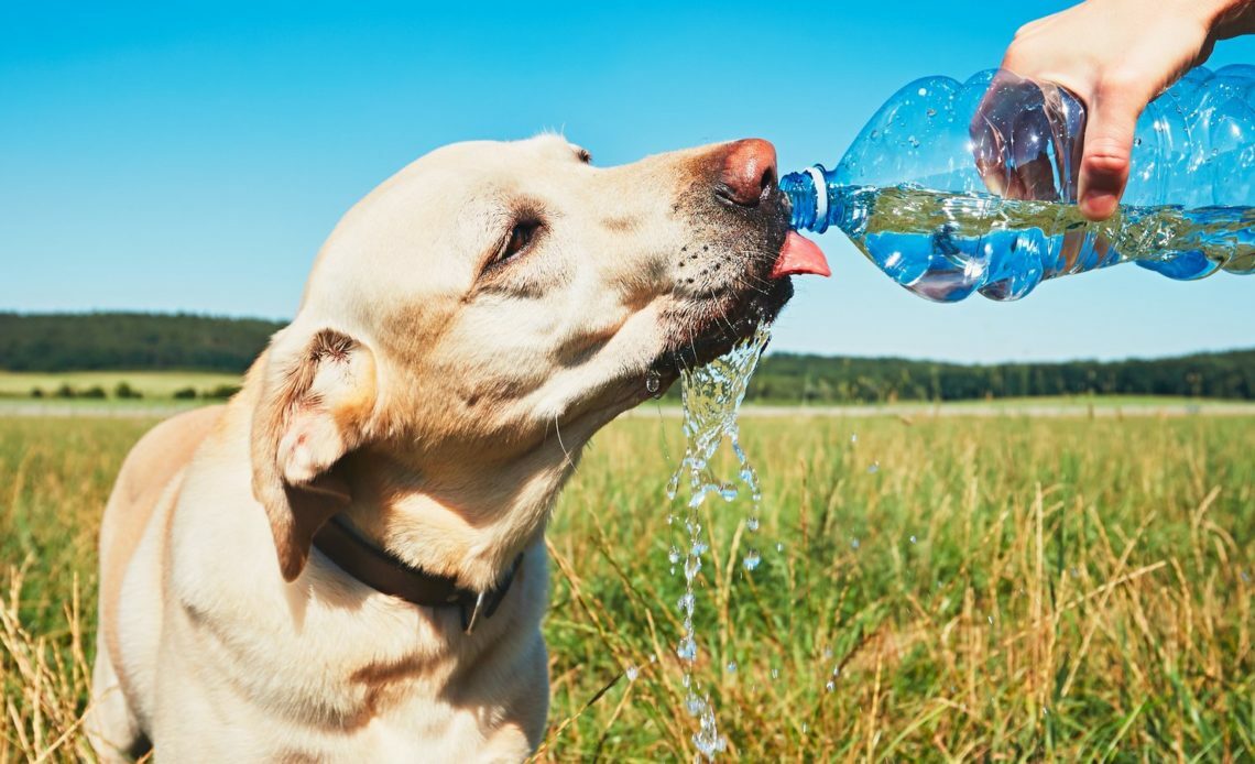 Сколько воды нужно пить собаке?