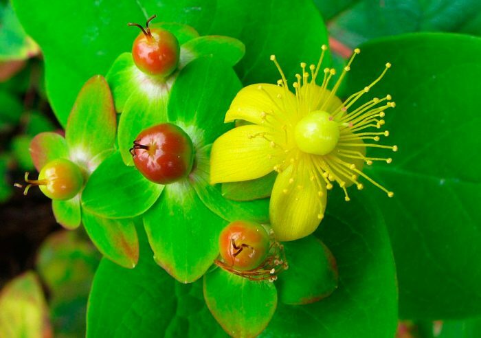 Зверобой двубратственный (Hypericum androsaemum), или зверобой красильный