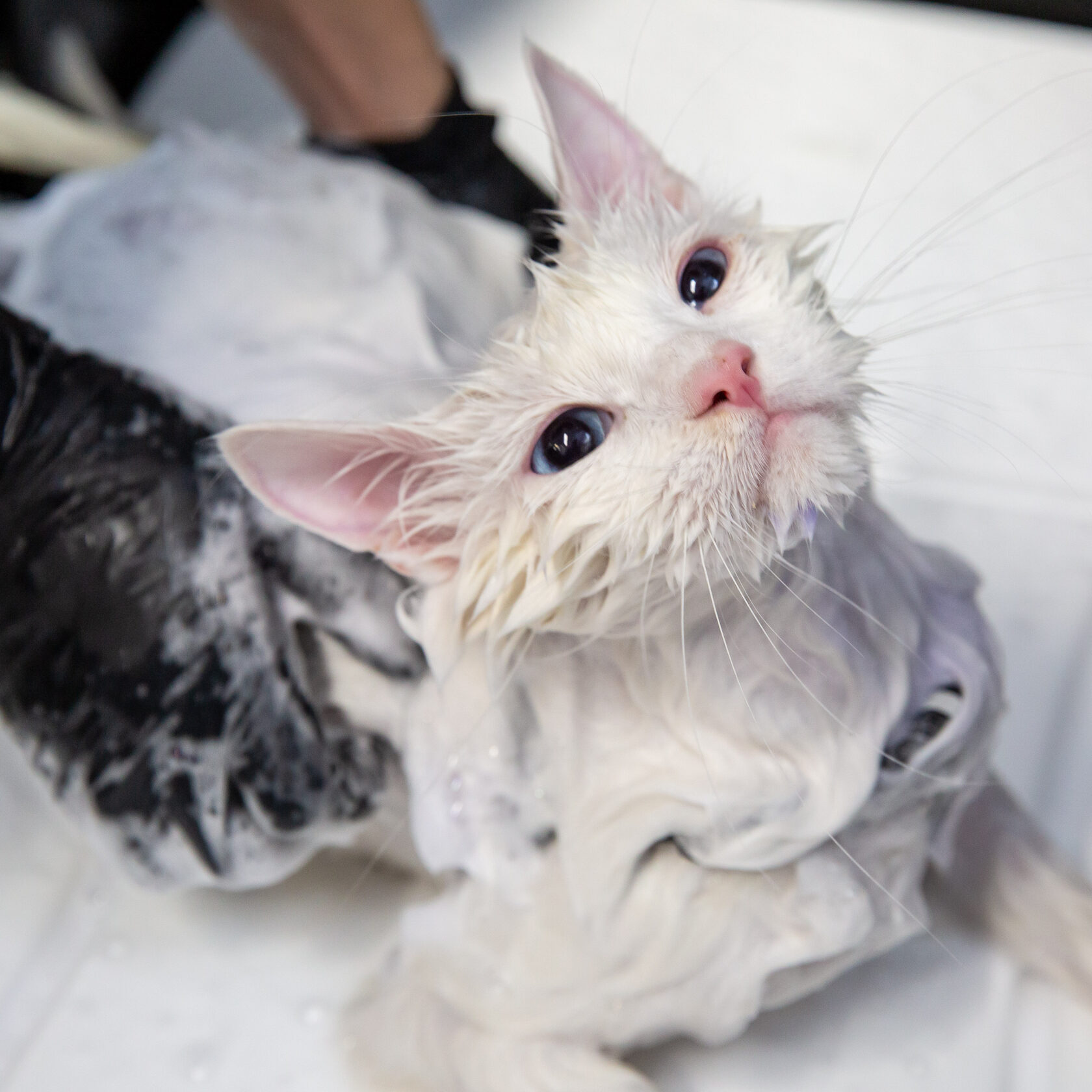 Груминг для кошек: что это такое и когда лучше его проводить, виды ...