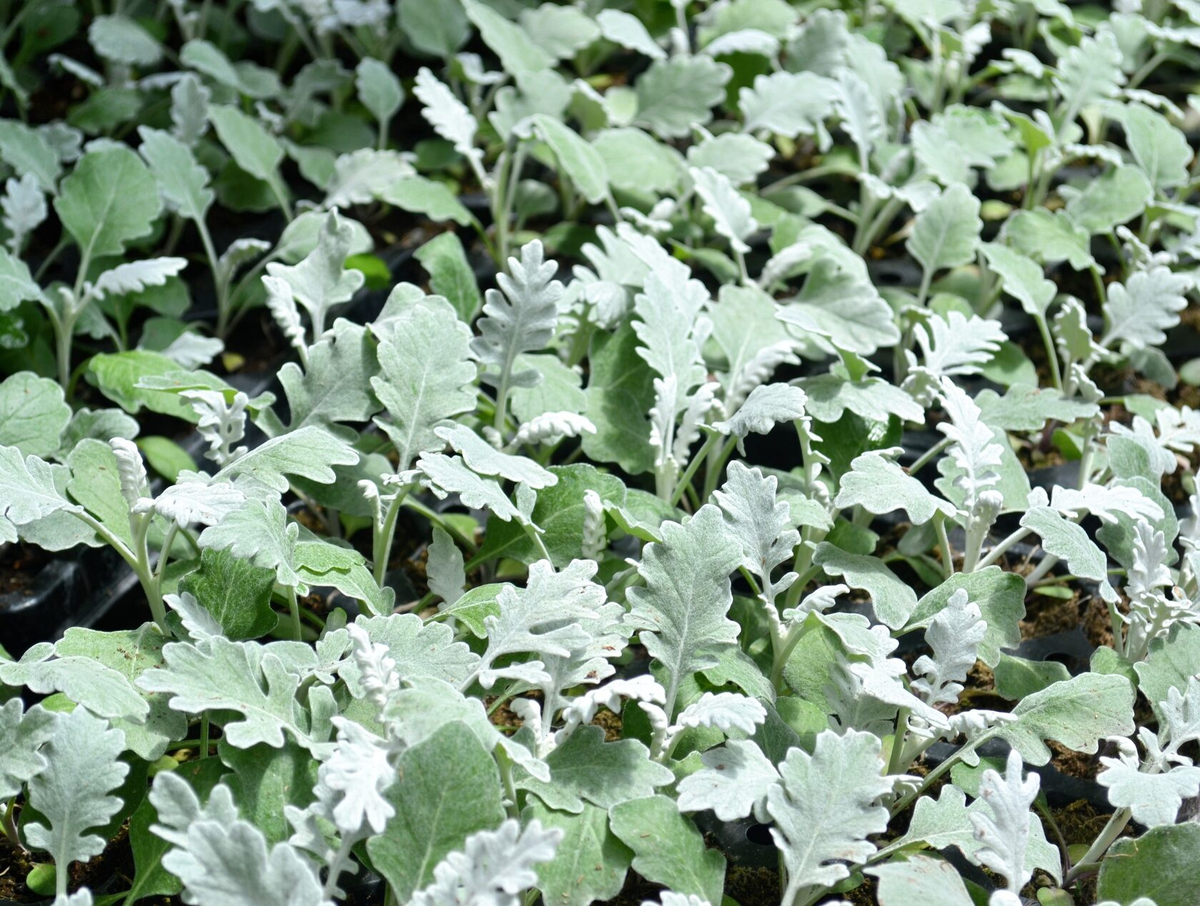 купить цинерарию