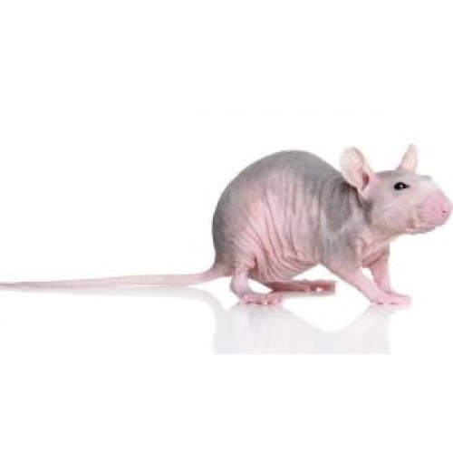 Почему чешется декоративная крыса
