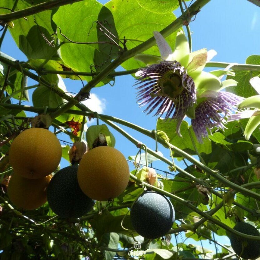 Seeds of Sweet granadilla (grenadia) (Passiflora ligularis) — 5 pcs