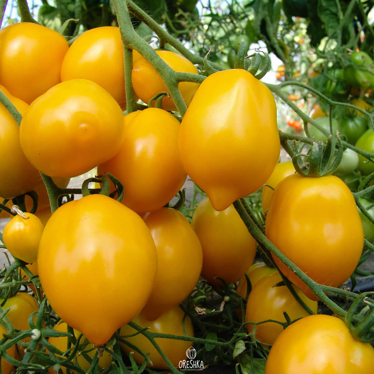 Seeds of Tomato Citrine (solanum lycopersicum) — 10 pcs
