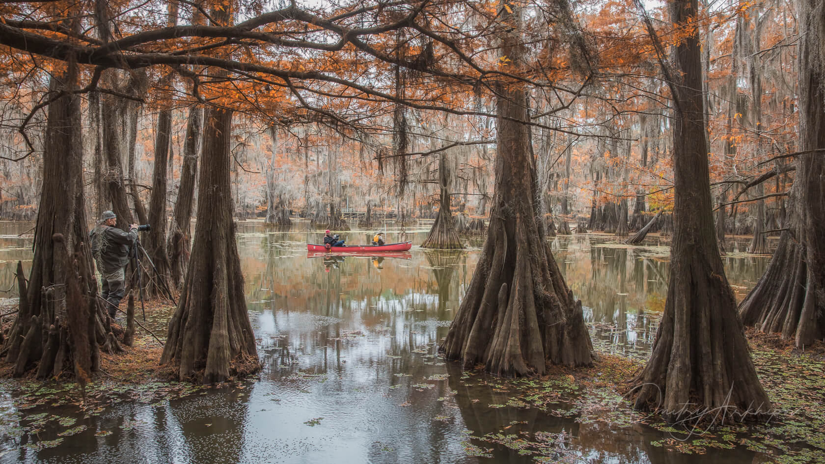 Кипарисовое болото Луизиана