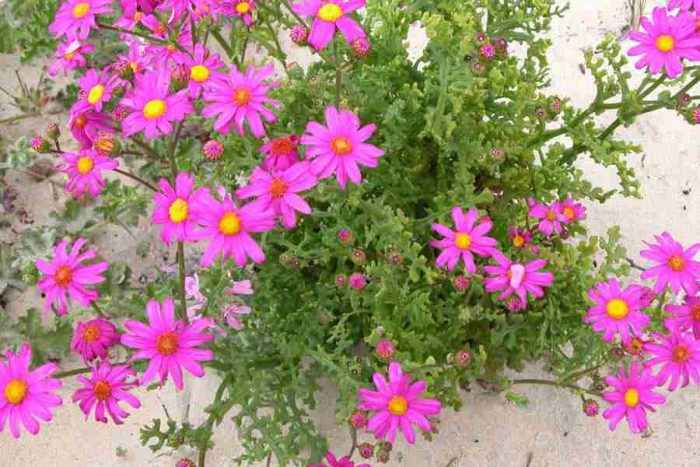 Цинерария изящная (Senecio elegans)