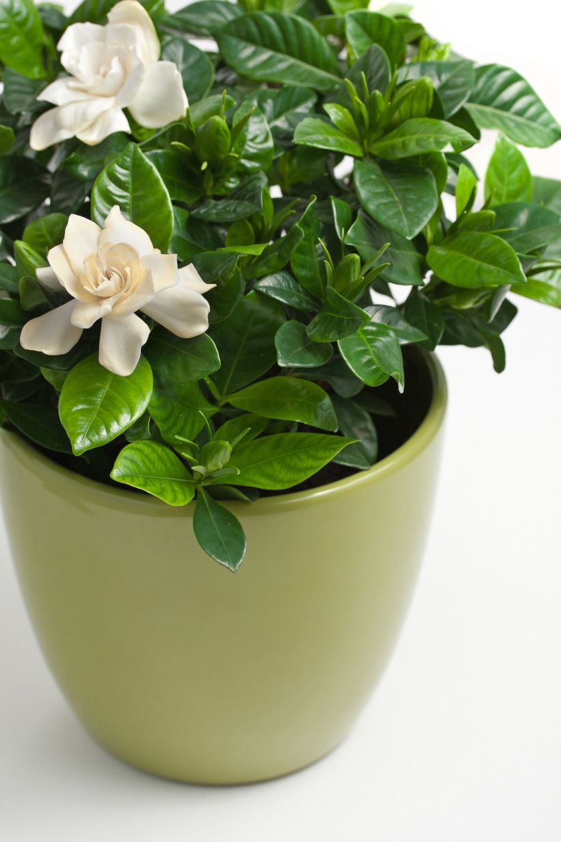 Green indoor plant in pot