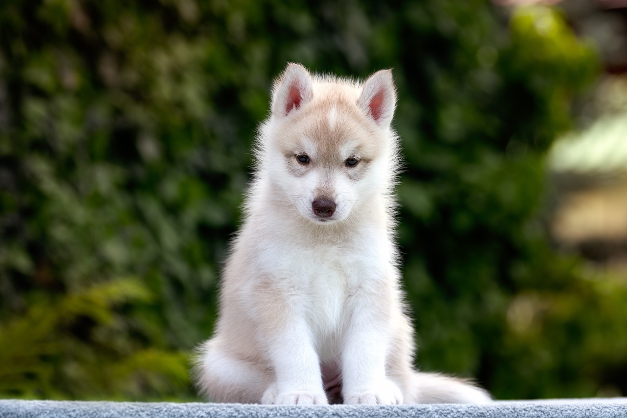 Siberian husky, puppy, litter, girl, kennels, purebred, Hakuna Vota, colors, brown eyes, light red and white, bitch, female, responsible breeding