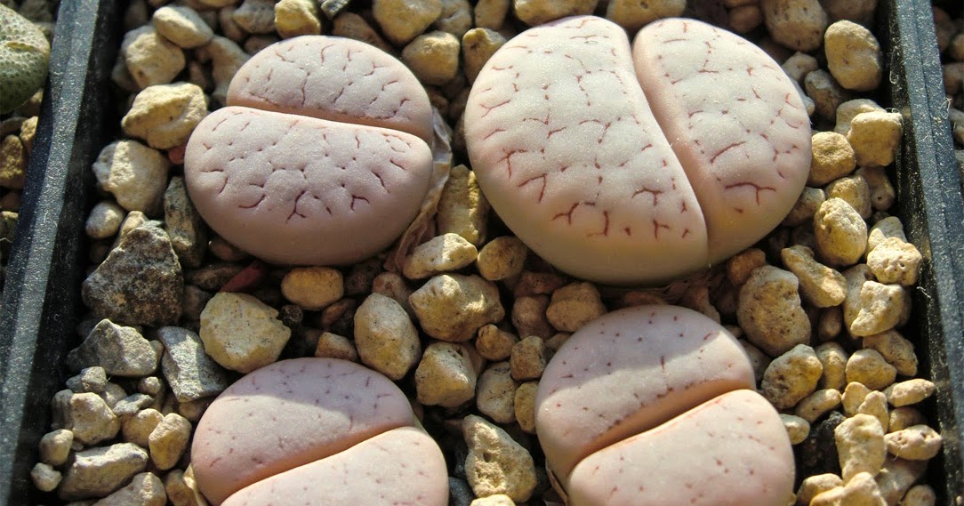 Lithops c262