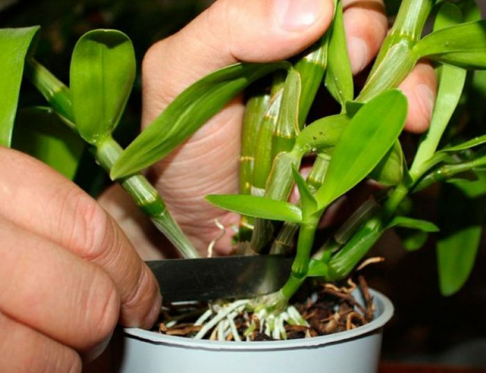 Орхидея Дендробиум: уход в домашних условиях