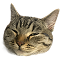 Кот 1