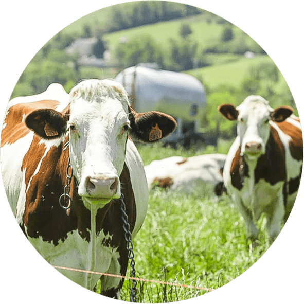 Изображение коров в поле