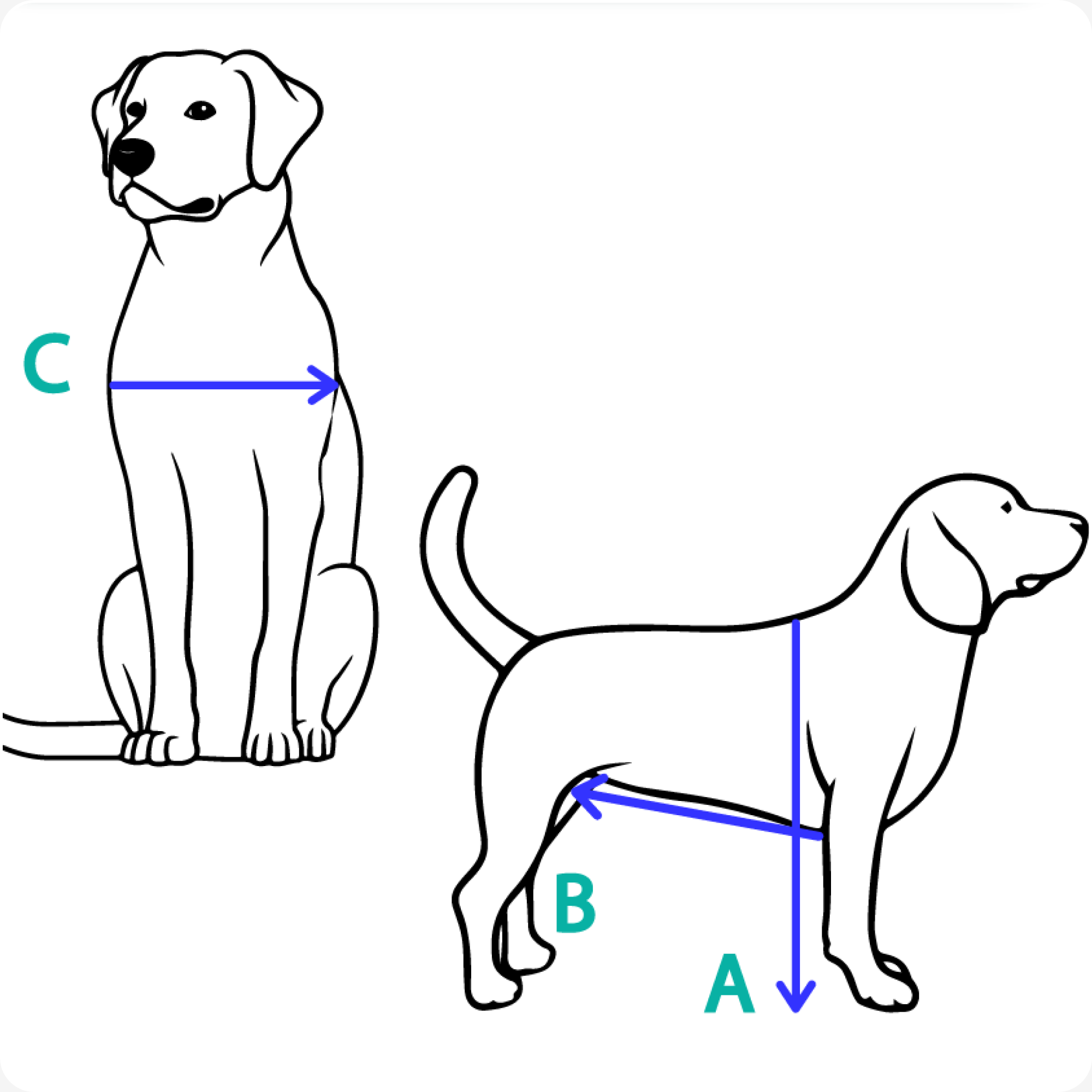 Messanleitung: Maße A, B und C am Hund abnehmen