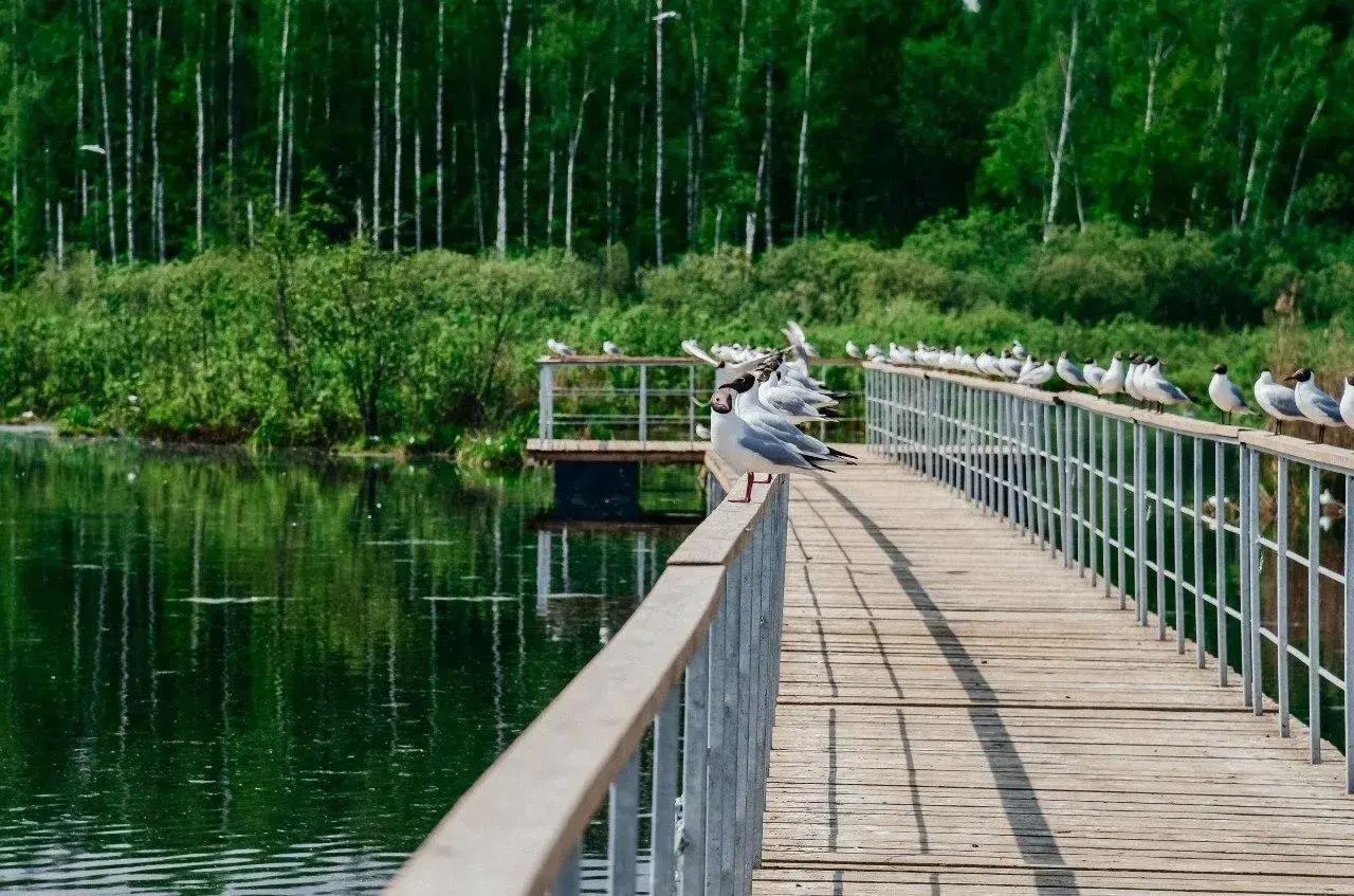 Орнитологическая тропа в парке «Лосиный остров» в Мытищах