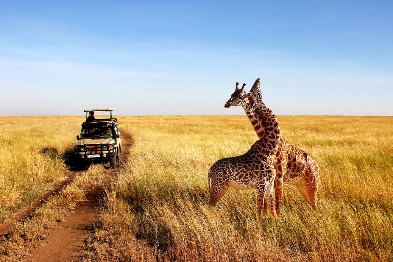 масаи мара национальный парк