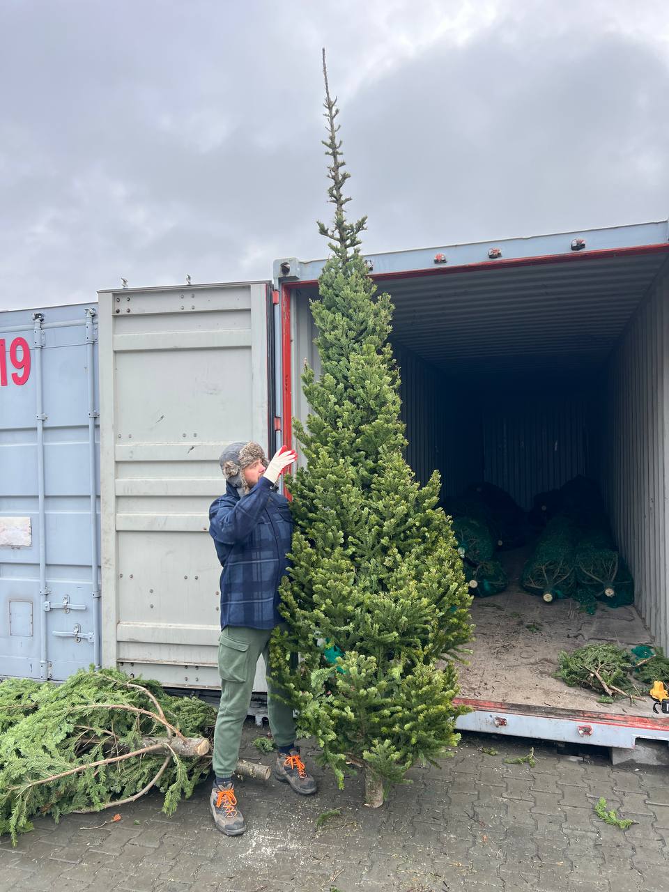 пихта живая в Барнауле