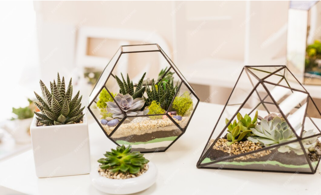 Земля Для Суккулентов Купить В Москве