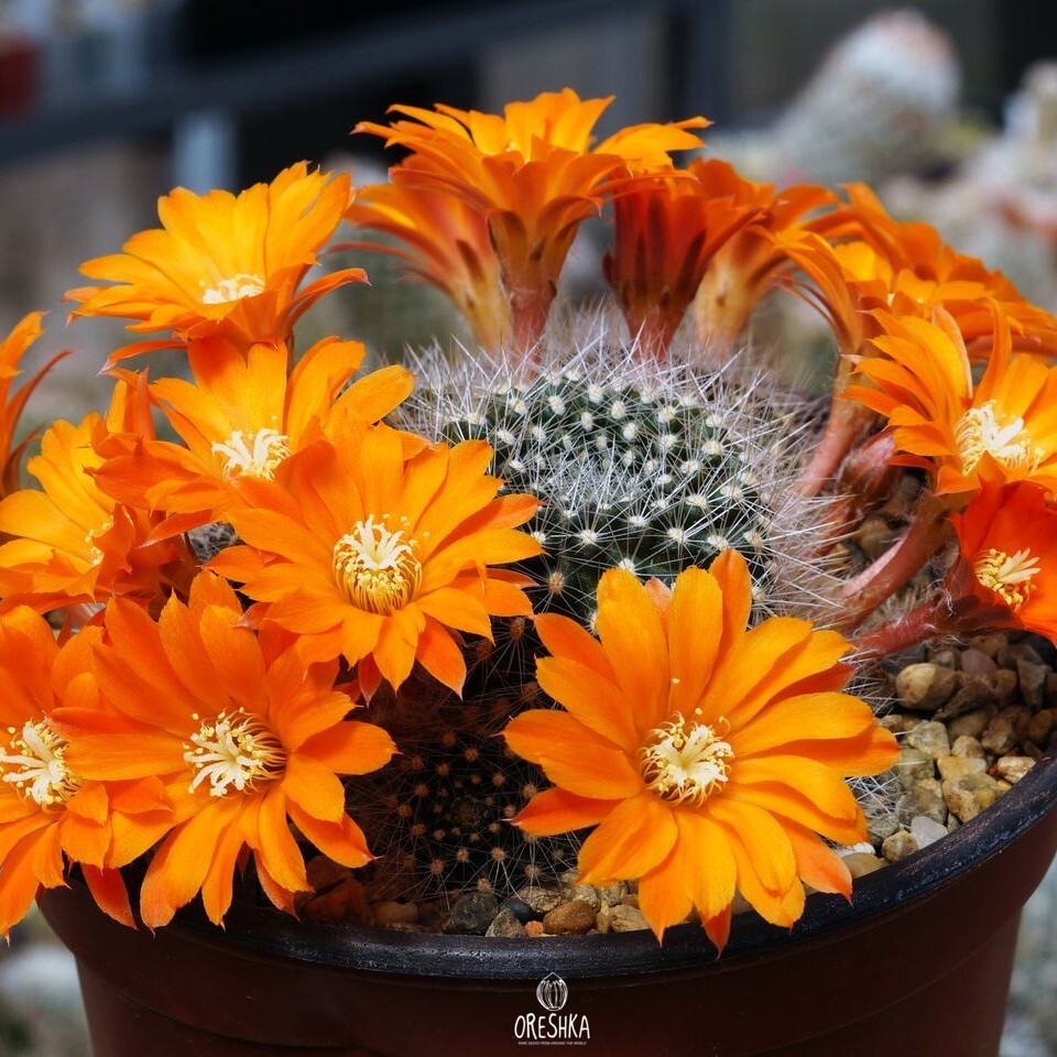 Seeds of Cactus Rebutia flavistyla FR 756 (Rebutia flavistyla FR 756) — 10 pcs