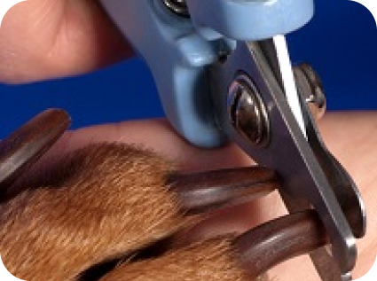 год стрижки когтей за 2500 в студии груминга My Dog Studio