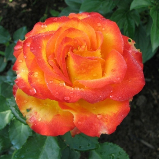 Роза высший свет фото и описание фото - DgPhoto.ru