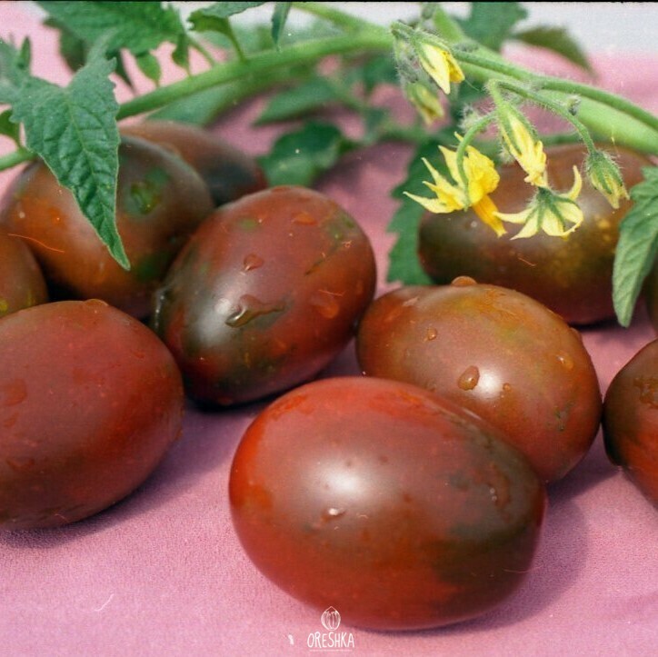 Seeds of Tomato De Barao Black (solanum lycopersicum) — 10 pcs