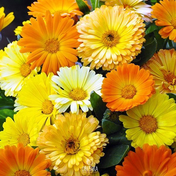 Seeds of Calendula garden mix (Calendula) — 20 pcs