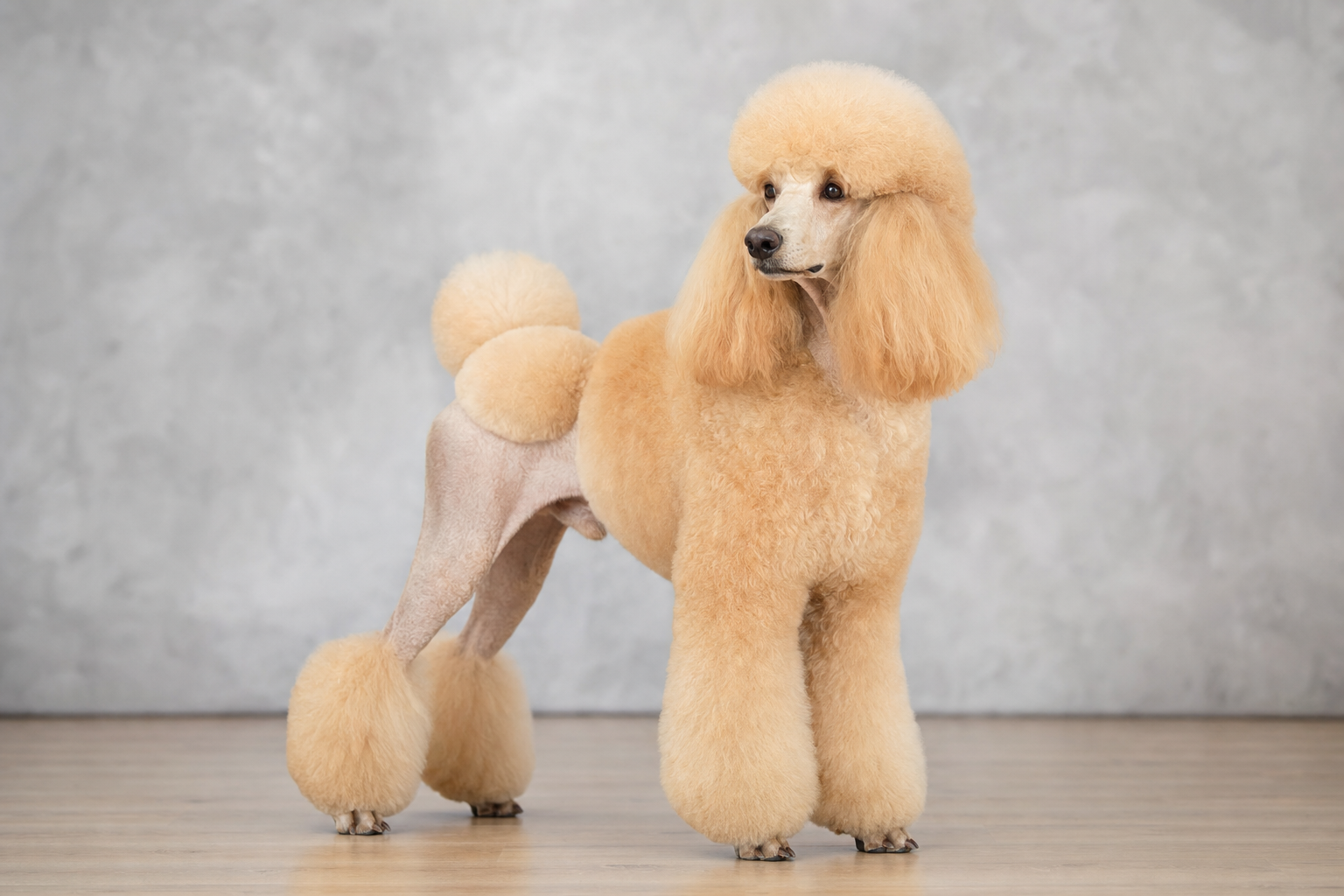 Poodle