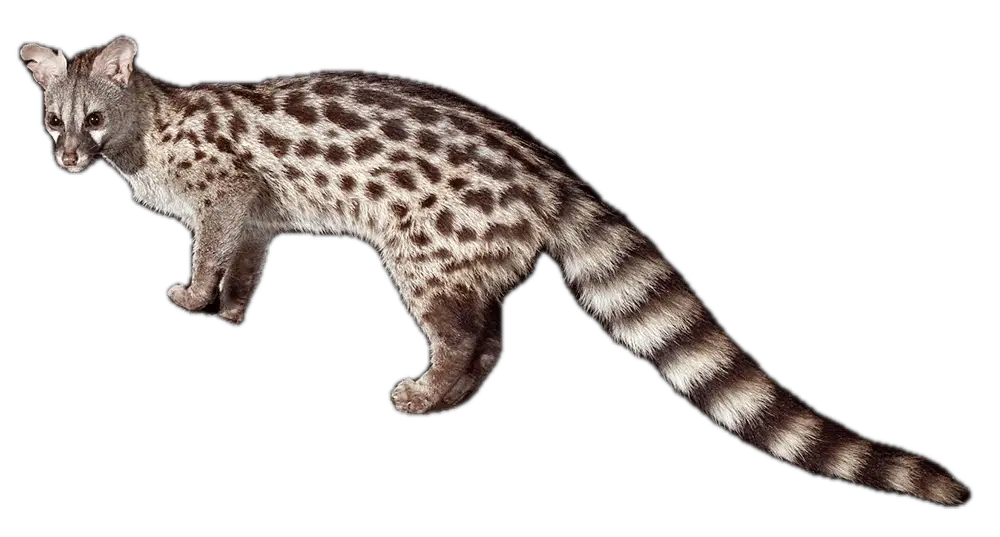 Зебры - Тур в ЮАР