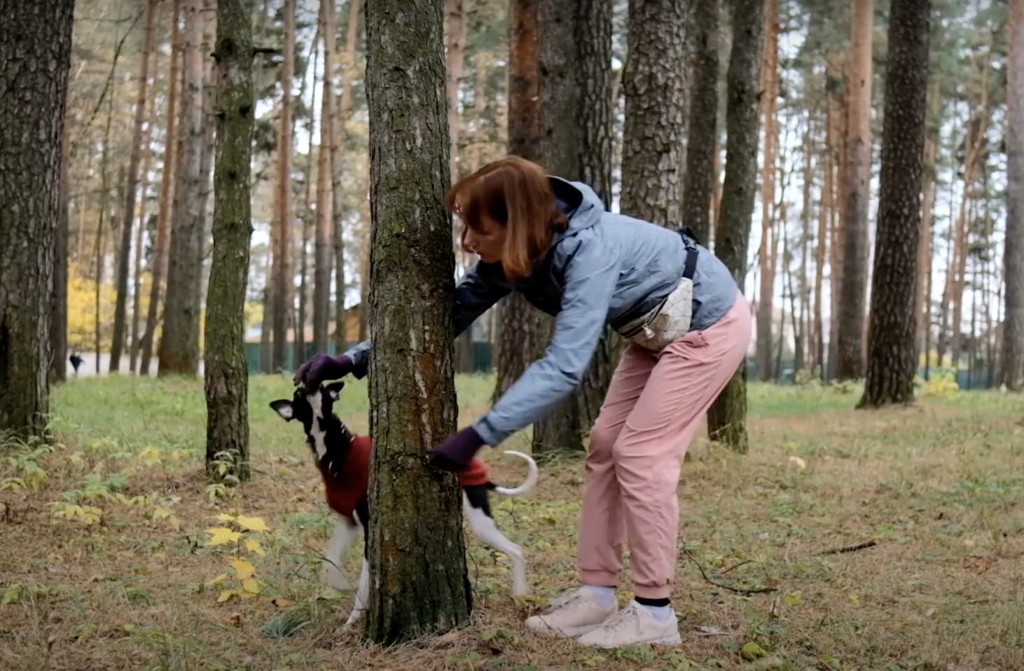 Дрессировка ротвейлера. Выгулочная площадка для собак в приюте. Немецкая овчарка зкс. Дрессировка собак. Дрессировка собак реклама.